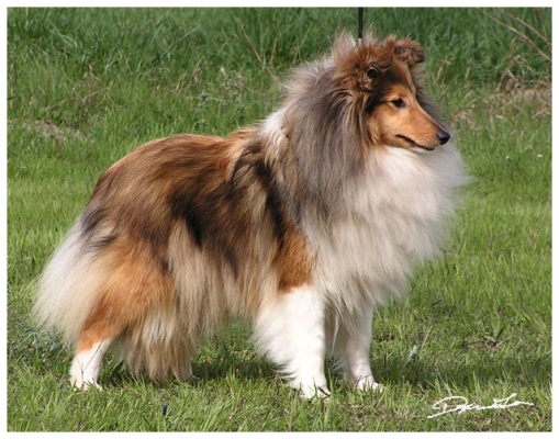 Aguicheuse Coco Chanel des Romarins de Mayerling | Shetland Sheepdog 