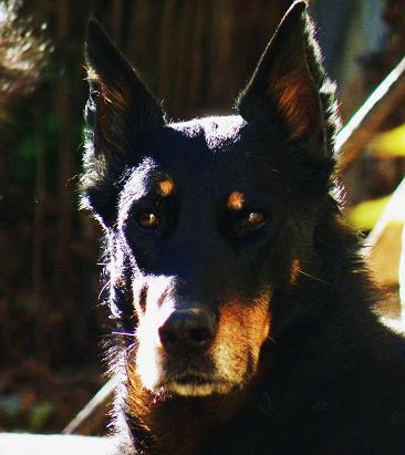 Sacrée des Assiers | Beauceron 