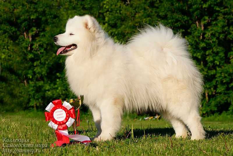 Dorian Spring Gift Of Destiny | Samoyed 