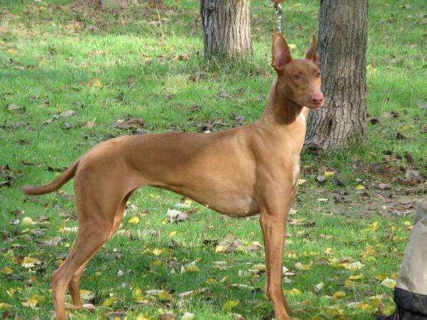 Jataburu Sand Dog Ippolita | Pharaoh Hound 