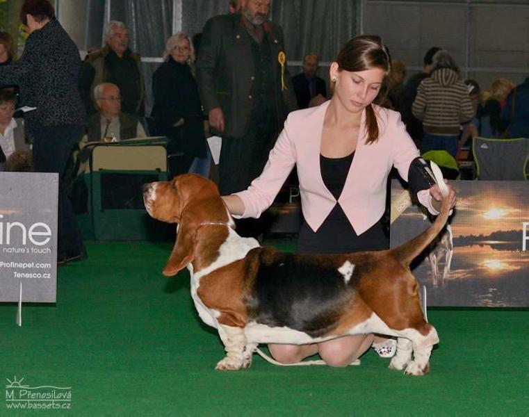 Ofanny od Berounky | Basset Hound 