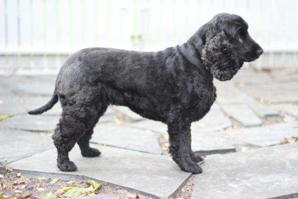 Specialkiss Black Betty | English Cocker Spaniel 