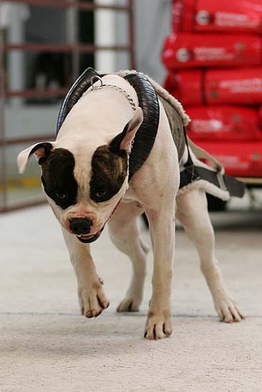 Bionic's Yukon of Rufford | American Bulldog 