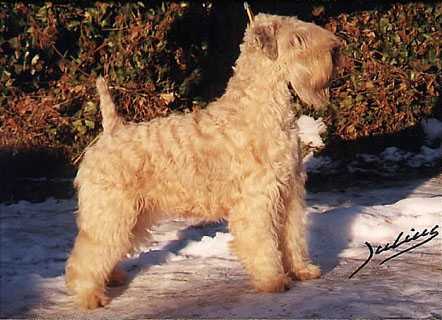 Iulius Planusagnolottina | Soft Coated Wheaten Terrier 