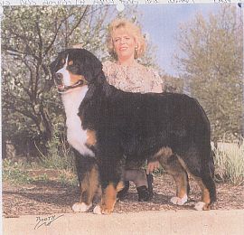 Adesa Honky Tonk Woman | Bernese Mountain Dog 