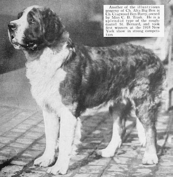 Cragwood Ben Barry | Saint Bernard 