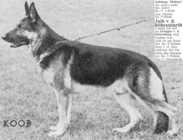 Jalk von der Röhrenfurth | German Shepherd Dog 