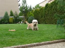 Orissa vom Parkwald | Dandie Dinmont Terrier 