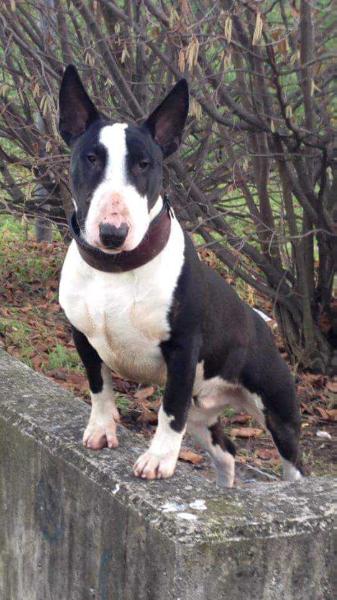 THE LUCIFERS BULL OCTOPUS | Bull Terrier 