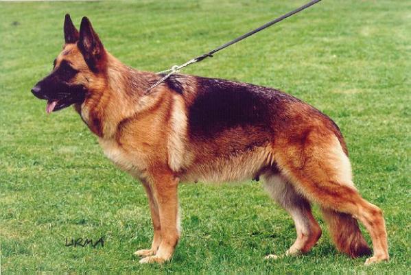 Xena aus Agrigento | German Shepherd Dog 