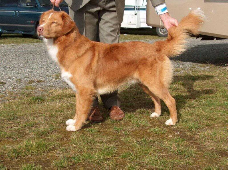 Westerlea The Nelson Touch | Nova Scotia Duck Tolling Retriever 