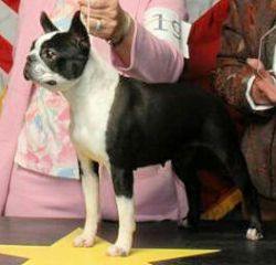 Wynot small town gem ch | Boston Terrier 