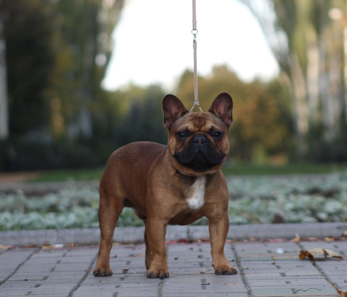 SCIROCCO FON FYURER | French Bulldog 