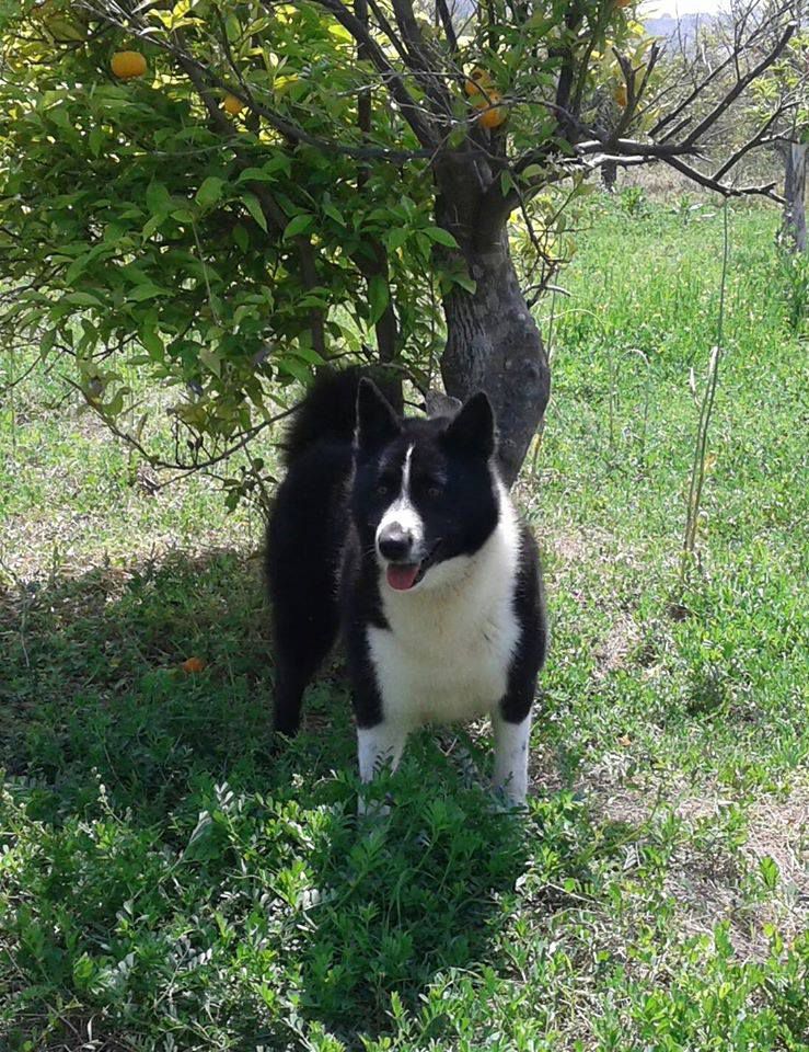 N'BLACK HOPE de la Fortea | Karelian Bear Dog 