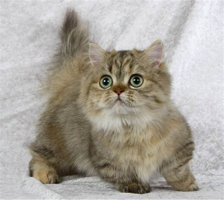 Napoleon