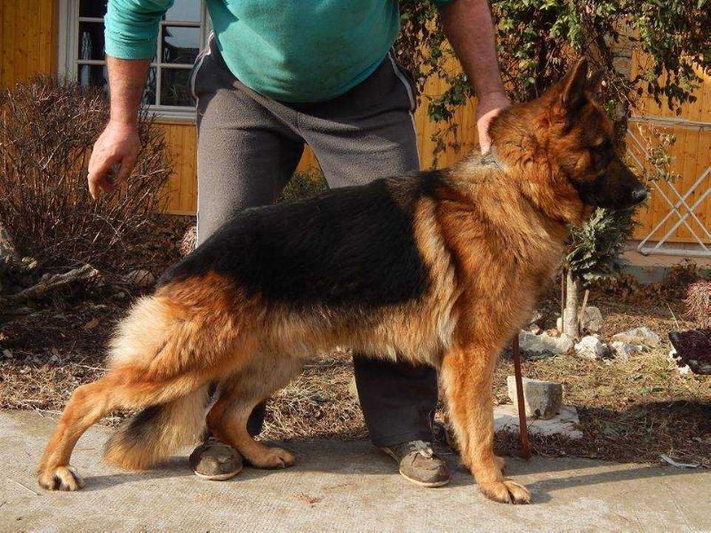 Max za III mostami | German Shepherd Dog 