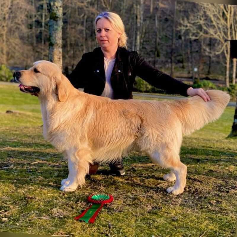 Master - Star De Lar De Casanova | Golden Retriever 