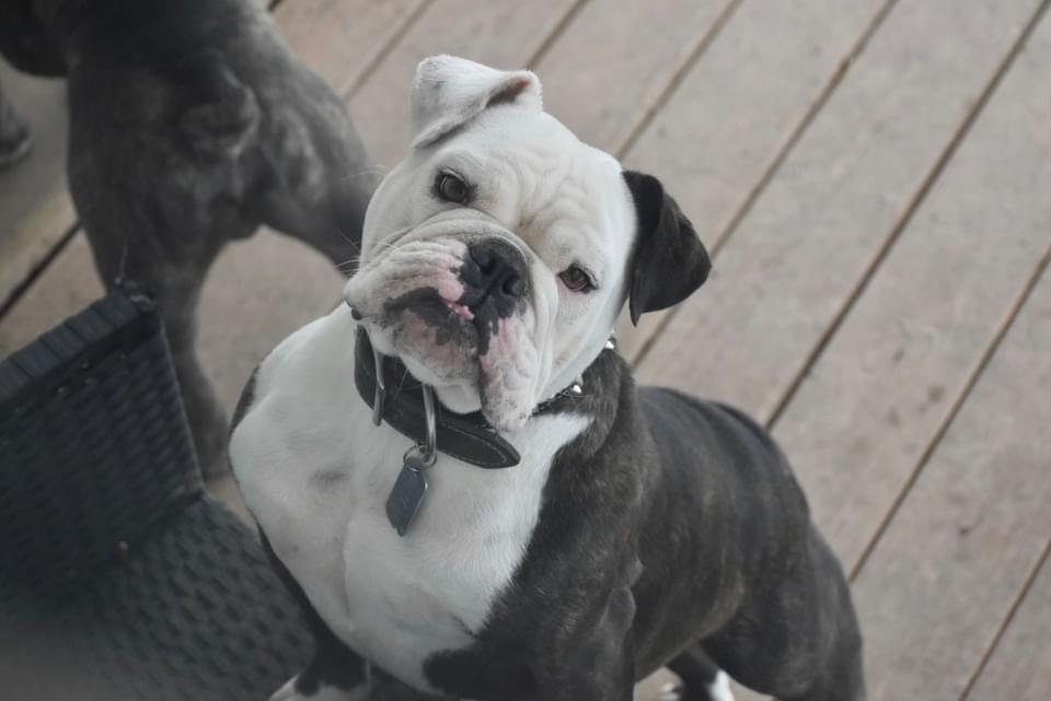 Noble’s Butch | Olde English Bulldogge 