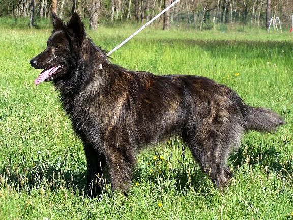 Vandale | Dutch Shepherd 