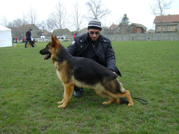 Bonita (2012) JR 740978 | German Shepherd Dog 