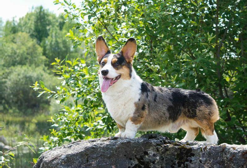 Bocmanas Gyvates Asara | Cardigan Welsh Corgi 