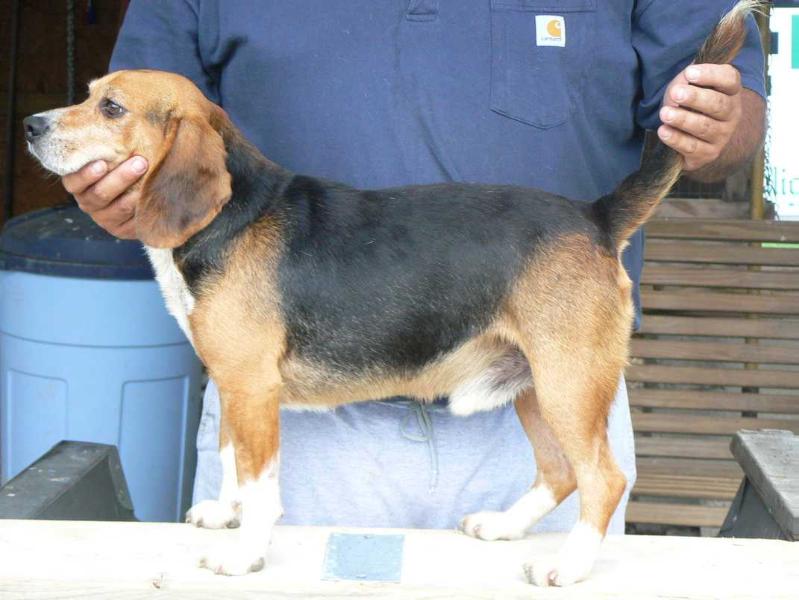 Dallas Pike Buck-A-Rue | Beagle 