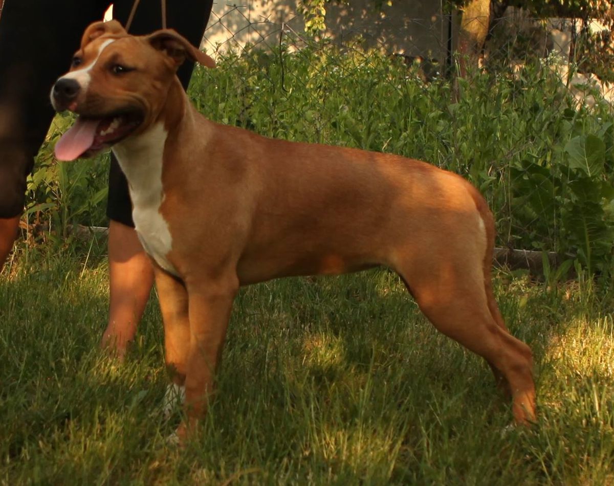 History Of Love Via Fortuna | American Staffordshire Terrier 