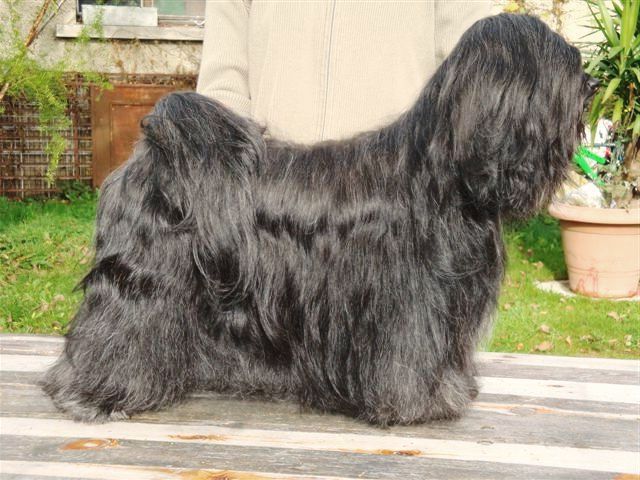 WANGTHANG PRINCESS JAMBHALA | Tibetan Terrier 