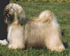 MALISHAR'S MAITREYA | Tibetan Terrier 