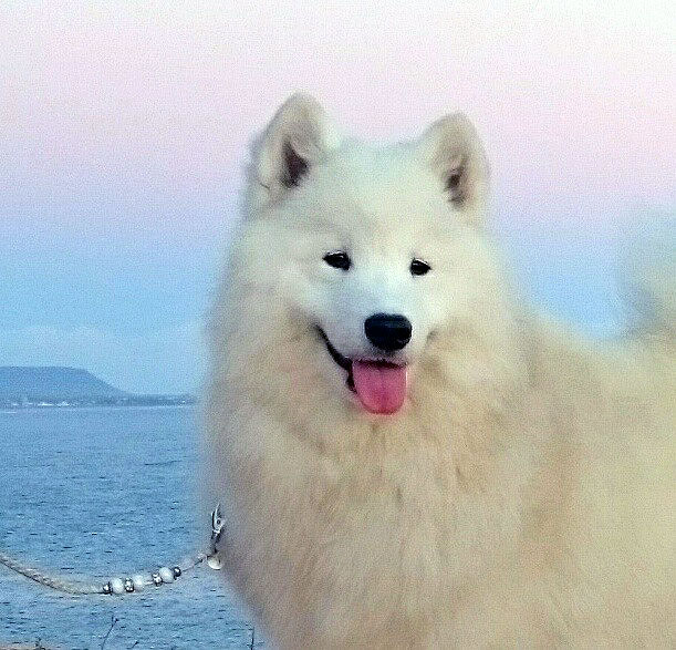 De Villaodon Live the Dreams | Samoyed 