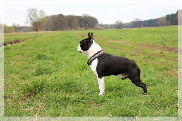 IT'S A BOSTON z Gdanska Rodem | Boston Terrier 
