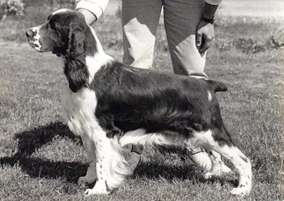 Whisborne Night Raider | English Springer Spaniel 