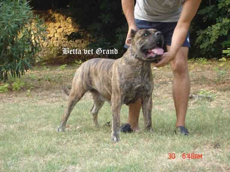 Beta Vet Grand | Perro de Presa Canario 