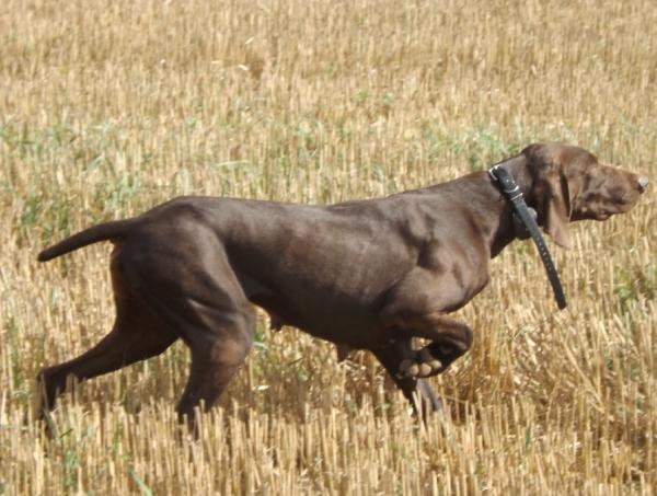 Ema de la Porte de Becray | German Shorthaired Pointer 