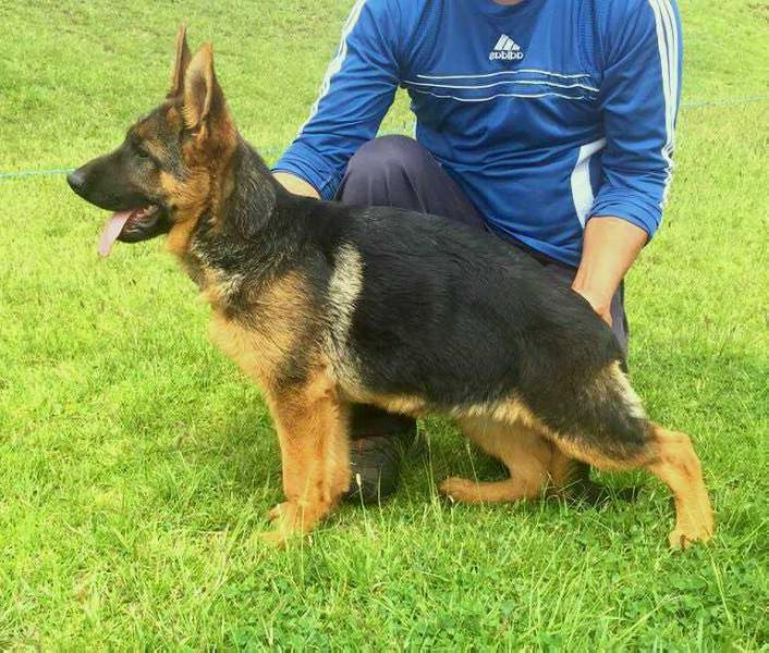 Baby de la Casa de los Markes. (2016) | German Shepherd Dog 