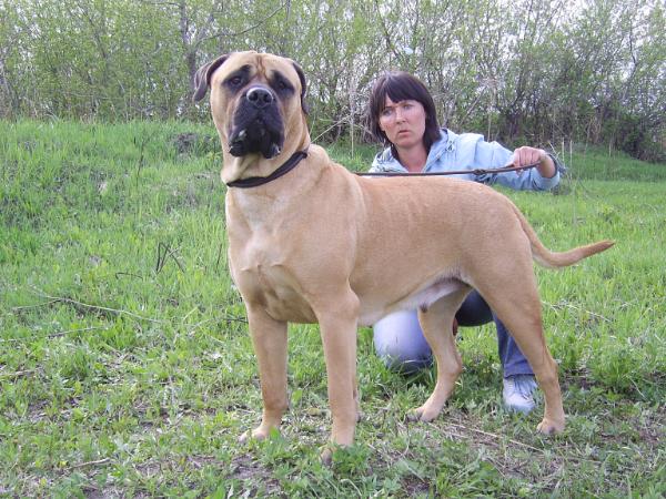 Aelina | Bullmastiff 