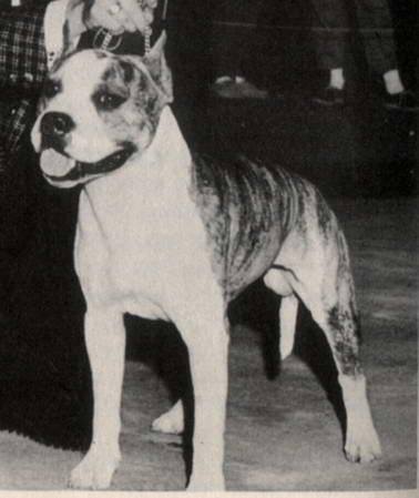 knight patroller | American Staffordshire Terrier 