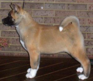 Hikays The Girls Got Attitude | Akita 