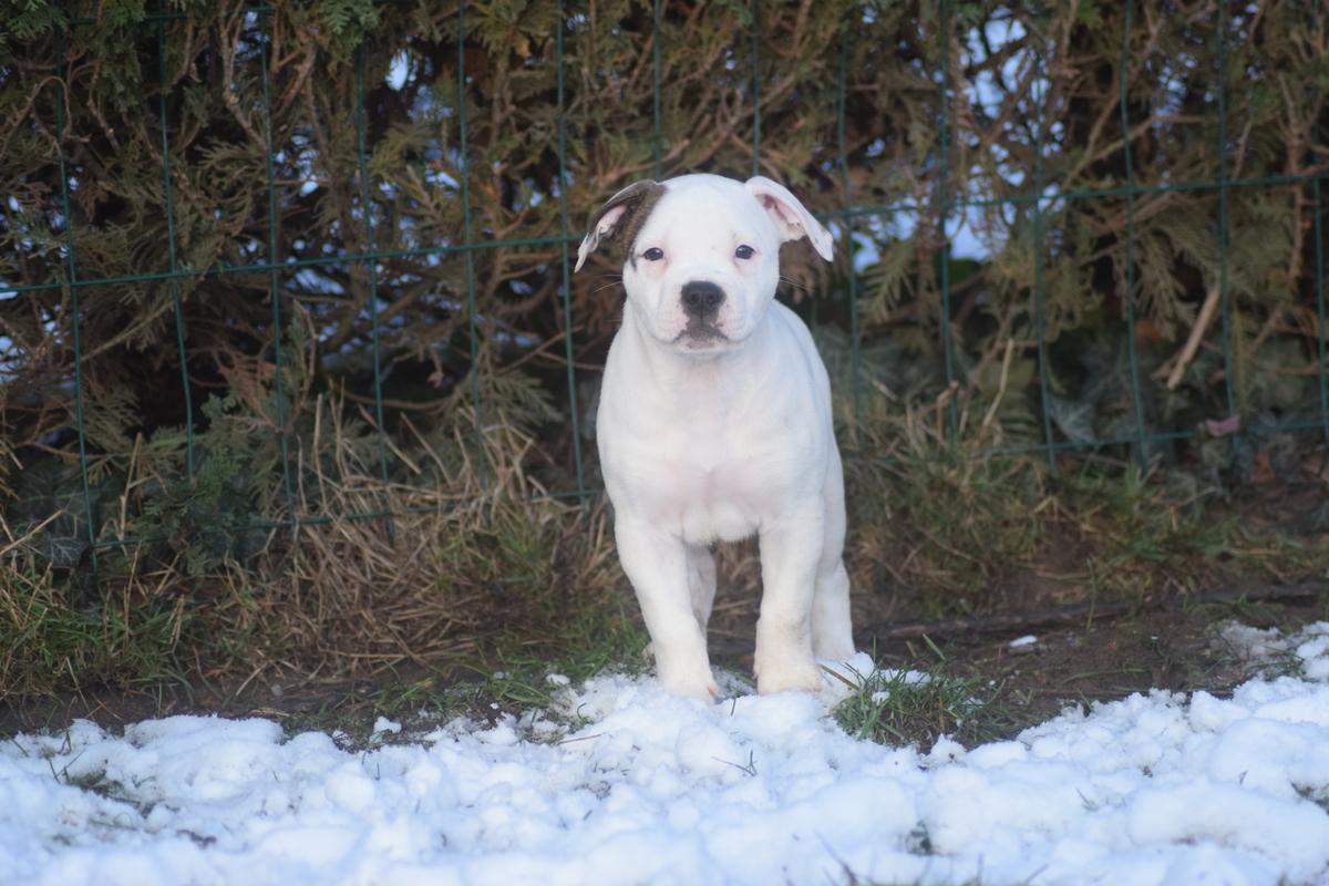 Soulmates Endless Love | American Bulldog 