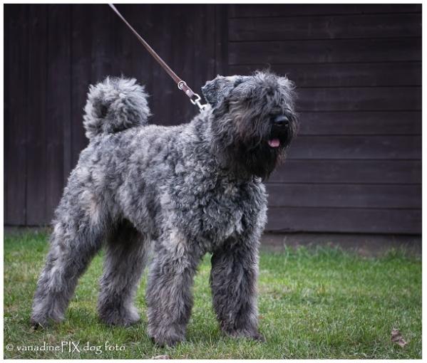 Quint-Zennah v.d. Vanenblikhoeve | Bouvier des Flandres 