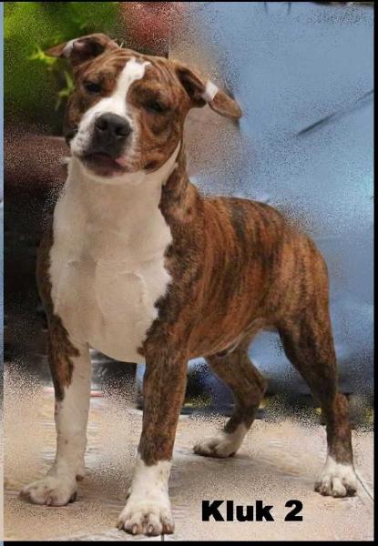 Engelshund BANDIT | American Staffordshire Terrier 