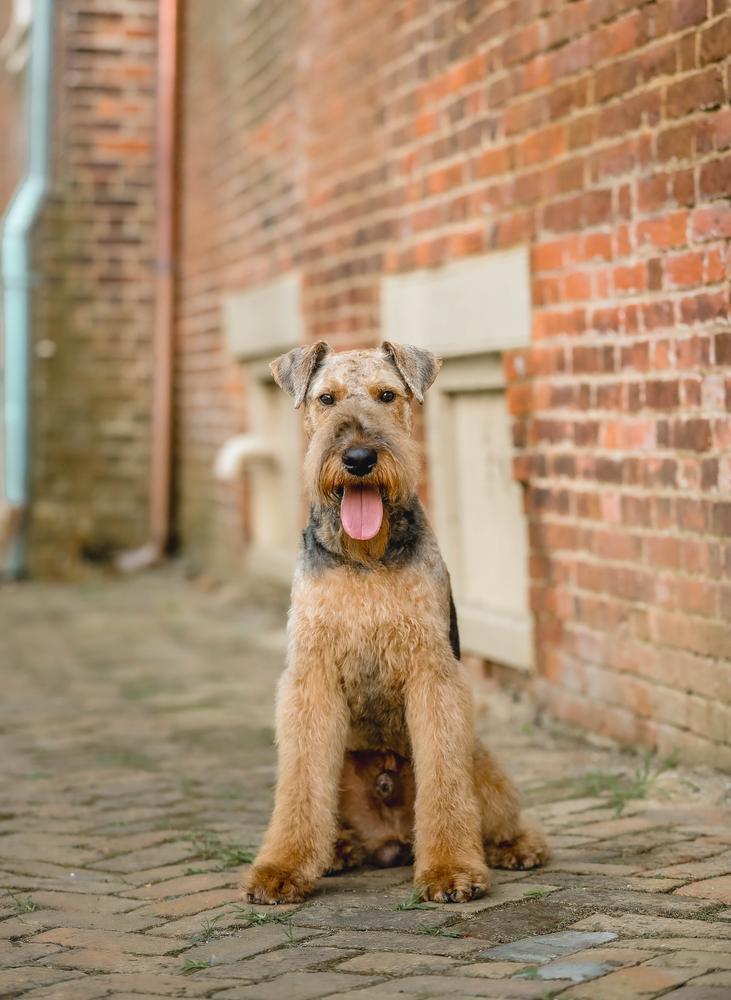 Beau Von Prufen | Airedale Terrier 