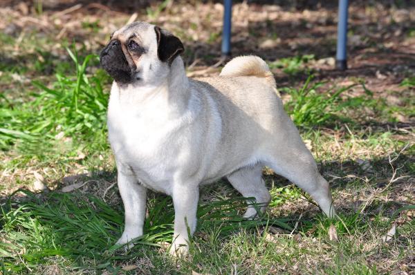 Aikia´s Beba Pug de Don Francisco | Pug 