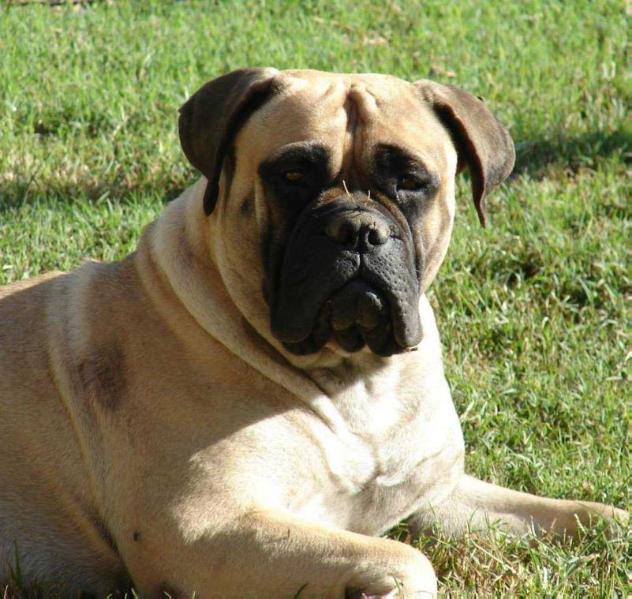 RUSSEL CARMINA FAWN | Bullmastiff 