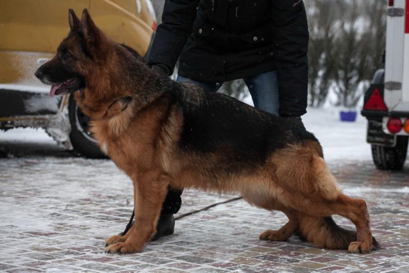 Fiona Akvitas | German Shepherd Dog 
