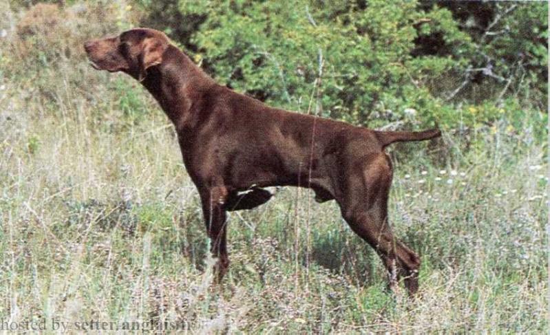 Vado des Grandes Origines | German Shorthaired Pointer 