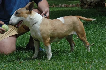 carmin brillo timonbulls | Bull Terrier 