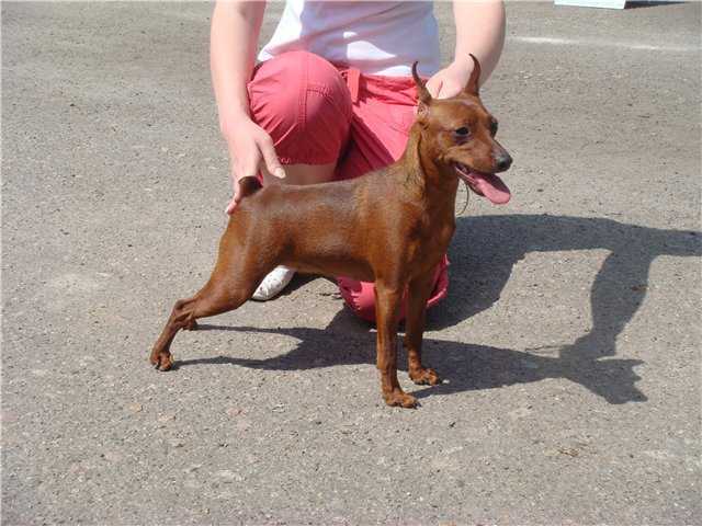 Fashion Rid Impreza | Miniature Pinscher 