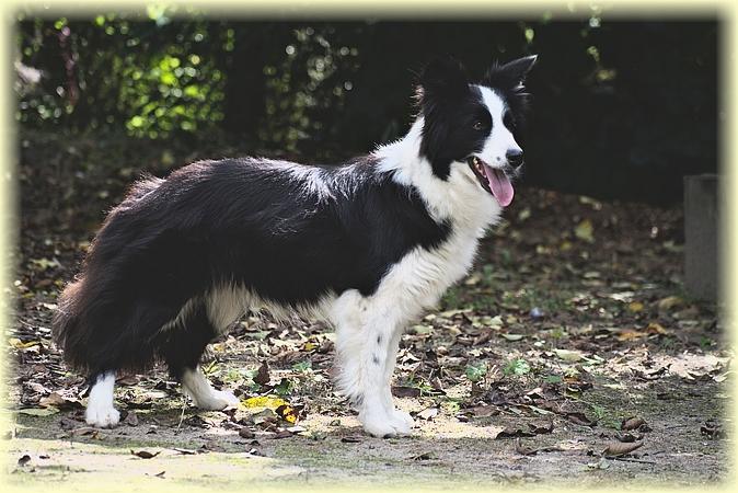 PANAMA Double Vision | Border Collie 