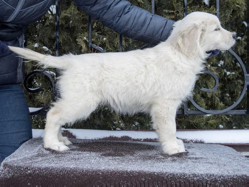 BLOOMING RADIANT ROSE | Golden Retriever 